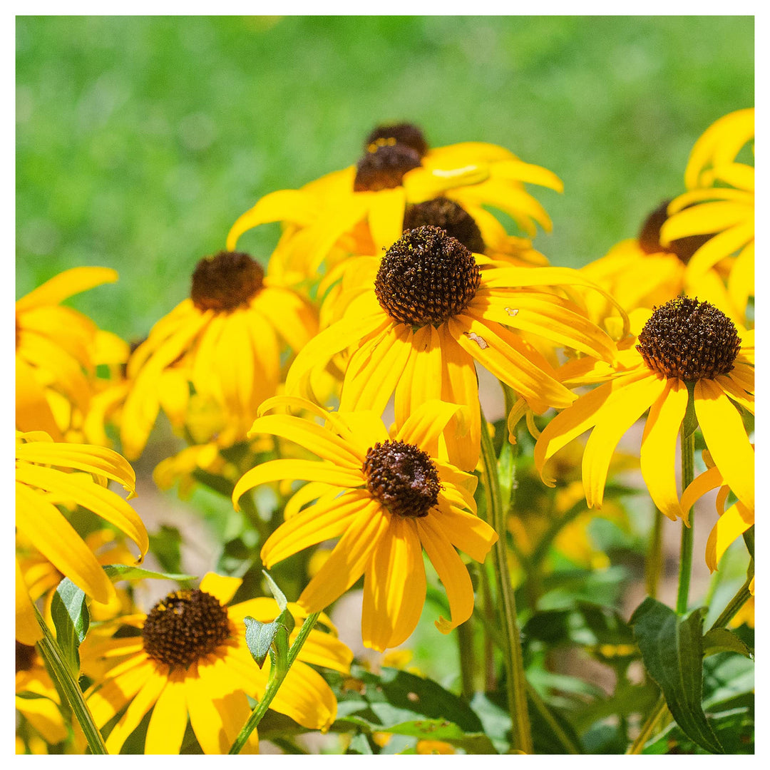 Yellow Echinacea Flower Seeds for Planting – Heirloom, Non-GMO, High Germination Organic Seeds to Attract Pollinato | Neera Seeds product photo [neera-v4-528a557d8c145d9e2ca5]