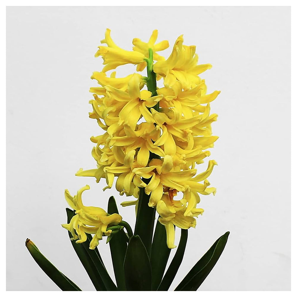 Yellow Hyacinthus Orientalis Flower Seeds for Planting – Heirloom, Non-GMO, High Germination Organic Garden Seeds | Neera Seeds product photo [neera-v4-528de5f664e5f6bdafc4]