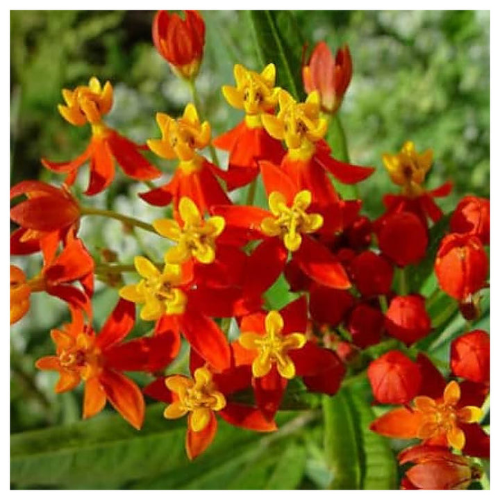 Asclepias Curassavica Flower Seeds for Planting – Vibrant Tropical Milkweed | Neera Seeds product photo [neera-v4-5294c20648546b3aadd4]