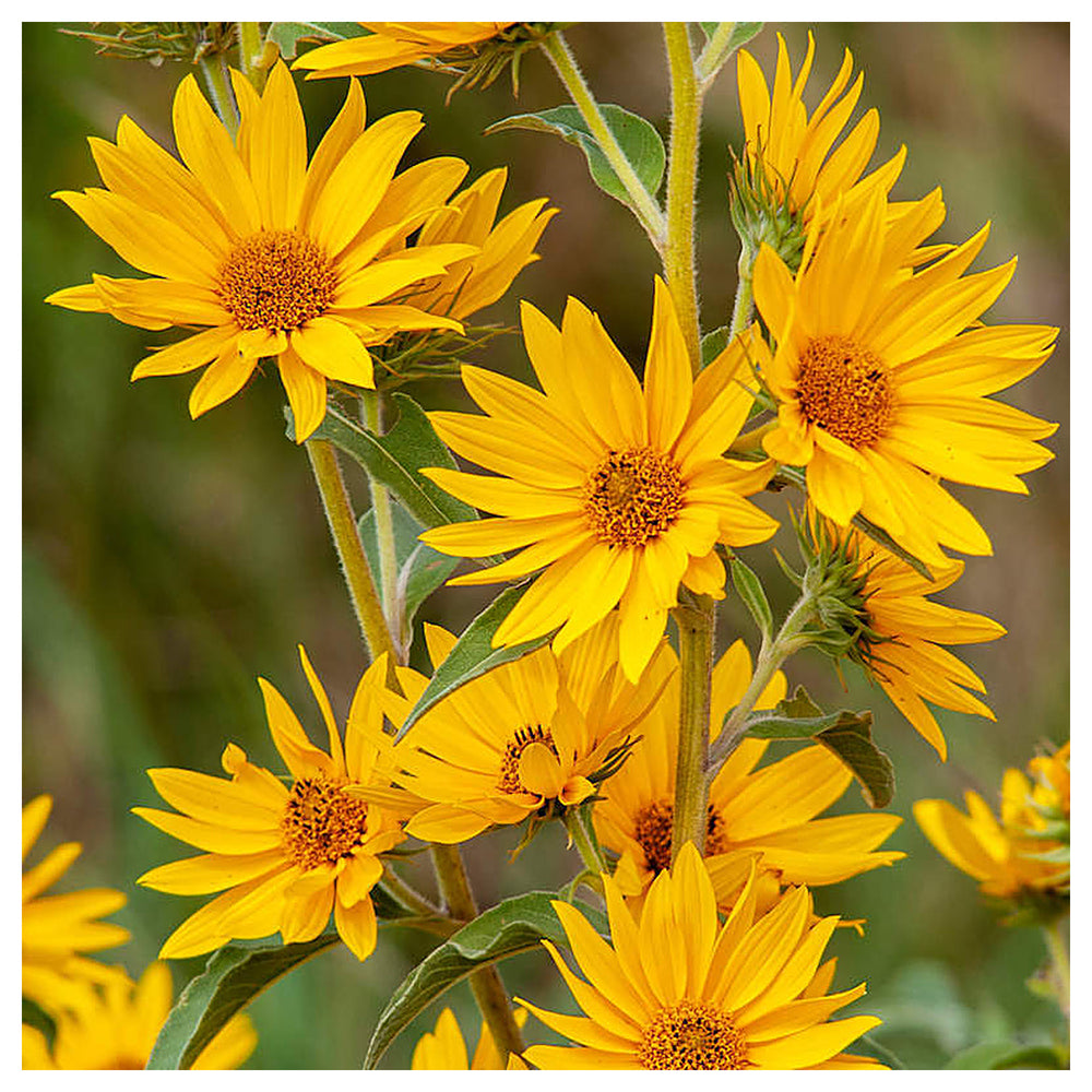 Maximilian Sunflower Flower Seeds – Heirloom, Non-GMO, High Germination Organic Garden Seeds for Planting | Neera Seeds product photo [neera-v4-5295c8f6d0a7769ef03d]