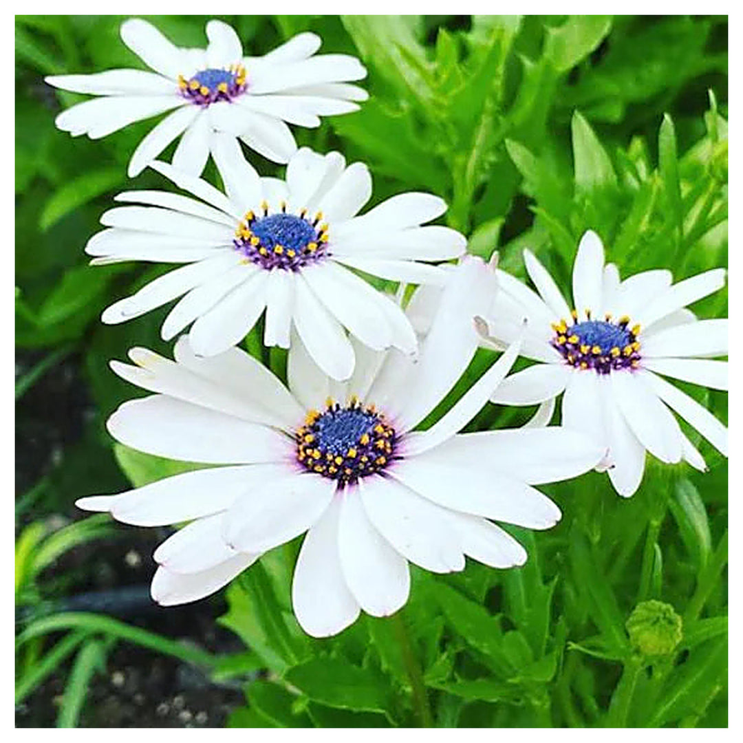 Heirloom Non-GMO White Arctotis Flower Seeds – Elegant Garden Displays &amp; Outdoor Planting | Neera Seeds product photo [neera-v4-52a3657c0d9f181d6d1f]