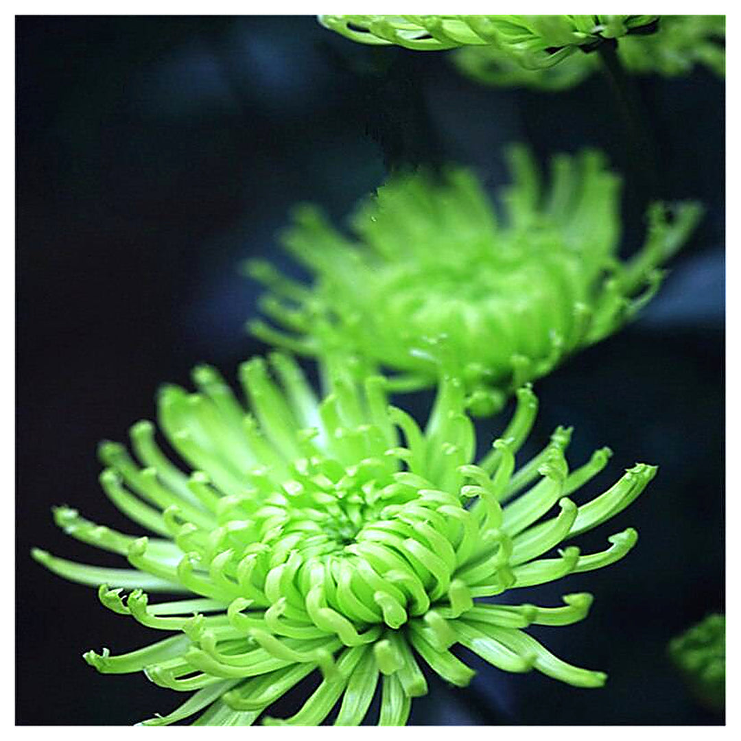 Green Spider Chrysanthemum Flower Seeds for Planting – Heirloom Non-GMO Organic Garden Seeds with High Germination | Neera Seeds product photo [neera-v4-52a73efd1039be6f0458]