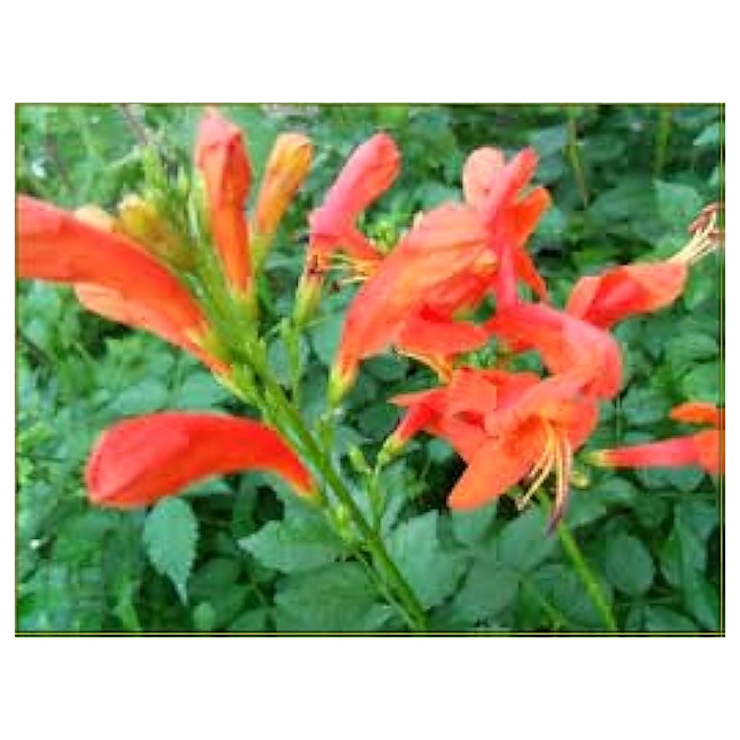 Orange Bush Honeysuckle Flower For Planting Flower Seeds for Home Garden Planting, Landscape | Neera Seeds product photo [neera-v4-52a77815cb32a1e49487]