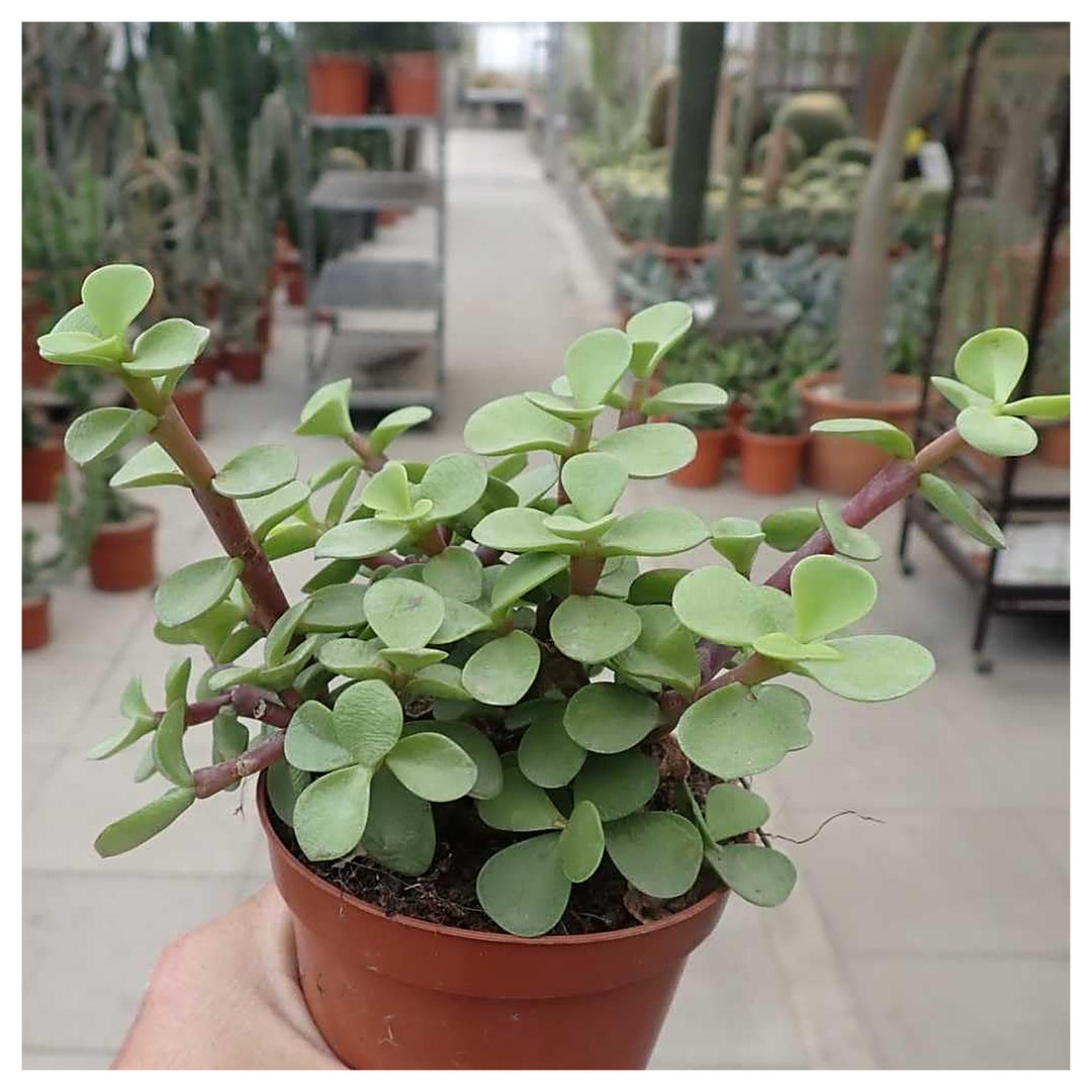 Portulacaria Plant Seeds for Planting – Fresh, Organic, Heirloom, Non-GMO Succulent Seeds | Neera Seeds product photo [neera-v4-52ad4be8cc75eb546023]