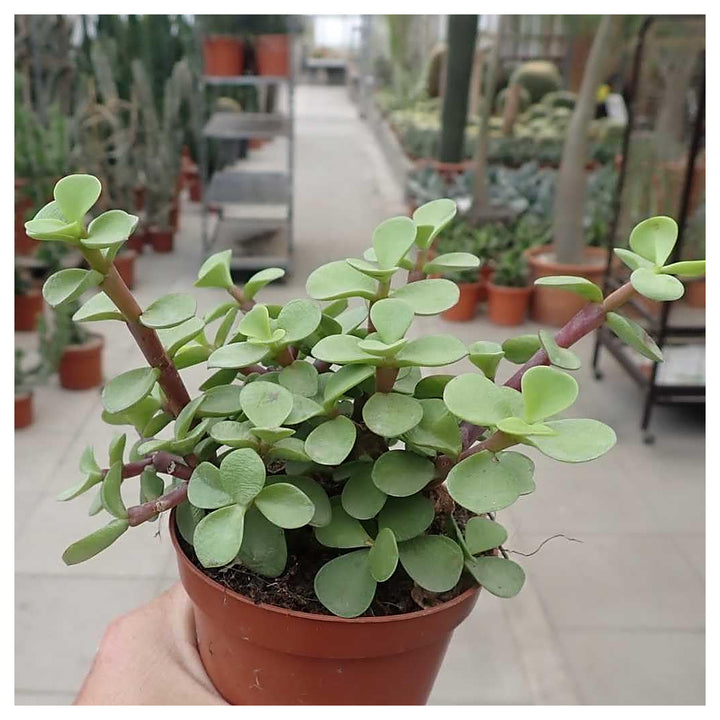 Portulacaria Plant Seeds for Planting – Fresh, Organic, Heirloom, Non-GMO Succulent Seeds | Neera Seeds product photo [neera-v4-52ad4be8cc75eb546023]