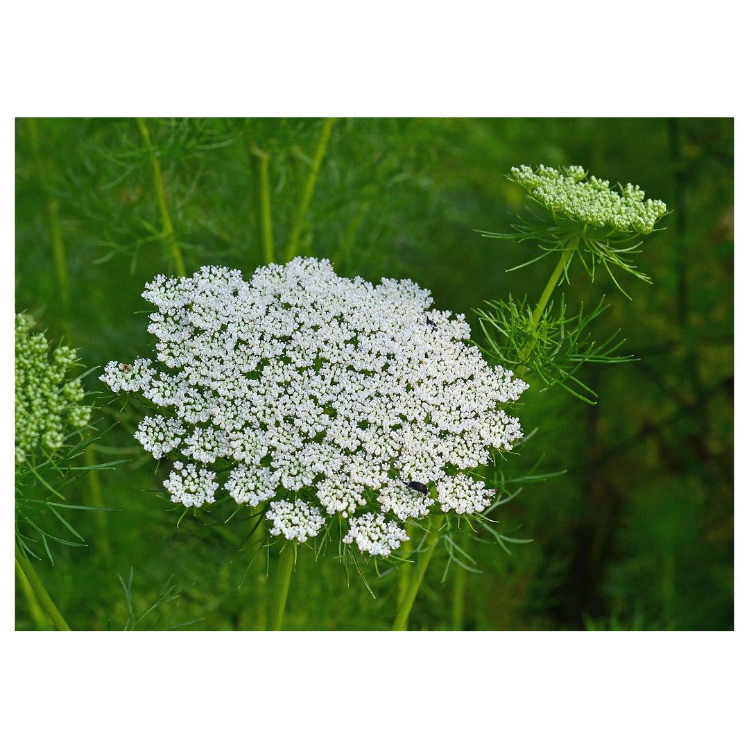 Wildflower Daucus Carota Cap Bishop S Flower For Planting Native Wildflower For Pollinator Gardens | Neera Seeds product photo [neera-v4-52b3c41162288714b1a2]