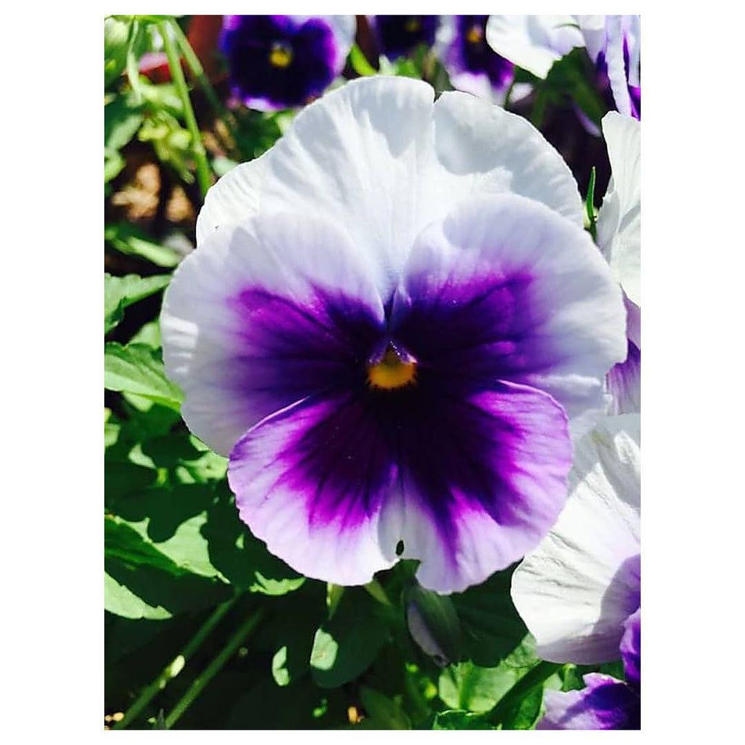 Violet &amp; White Pansy Heirloom Non-GMO Seeds for Planting – High Germination Organic Garden Seeds | Neera Seeds product photo [neera-v4-52c57d1c11a52b30f573]