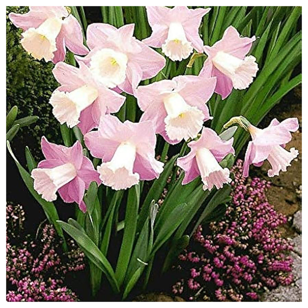 Nema Double Petals Narcissus Flower Seeds for Planting – Heirloom, Non-GMO, High Germination Organic Garden Seeds | Neera Seeds product photo [neera-v4-52de472fd3ca8ac42ee9]