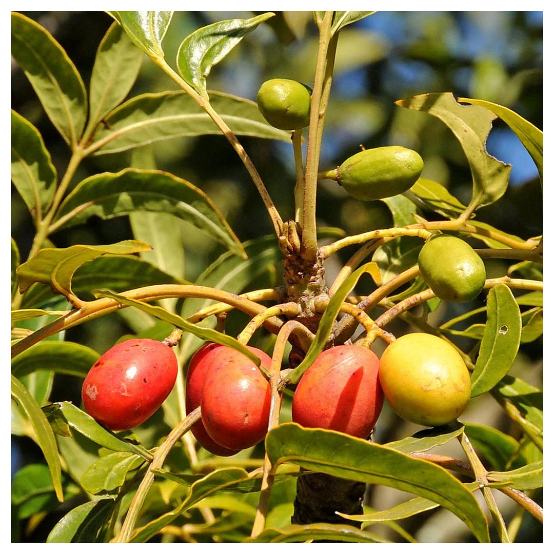 Harpephyllum Caffrum Seeds – Grow Exotic & Resilient Trees | Neera Seeds product photo [neera-v4-52ef595382758ce5bc67]