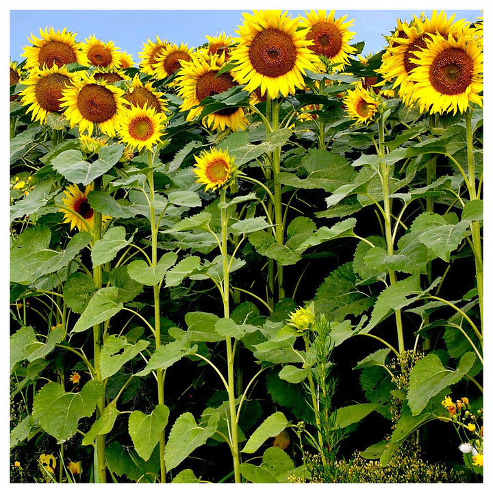 Mixed Sunflower Helianthus Annuus For Planting In Flower Bed Flower Seeds for Home Garden Planting, | Neera Seeds product photo [neera-v4-52fcae913fab8016ff7e]