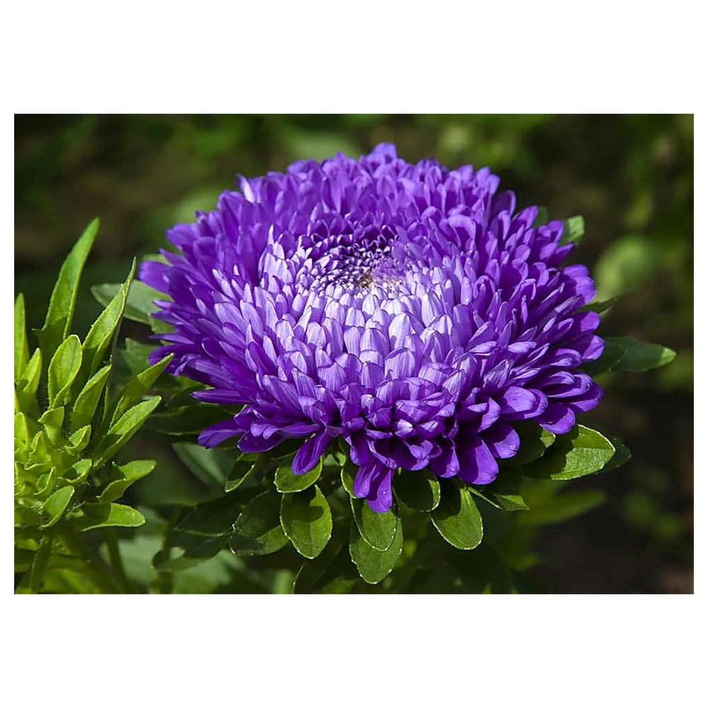 Blue & White China Aster Heirloom Non-GMO Seeds for Planting – High Germination Organic Garden Seeds for Vibrant Bl | Neera Seeds product photo [neera-v4-53007eb2baf9eba83b5e]
