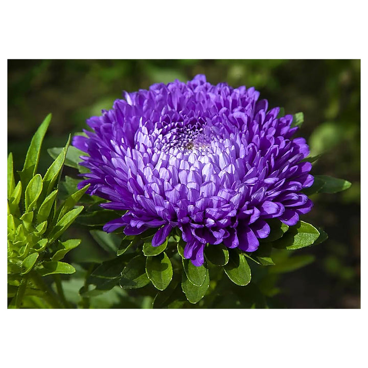Blue &amp; White China Aster Heirloom Non-GMO Seeds for Planting – High Germination Organic Garden Seeds for Vibrant Bl | Neera Seeds product photo [neera-v4-53007eb2baf9eba83b5e]
