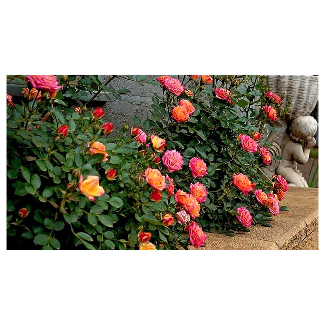Mini Rose Bonsai Indoor Gardens Flower Seeds Home Garden Planting, Decorative Organic | Neera Seeds product photo [neera-v4-530204bd3320bd510800]