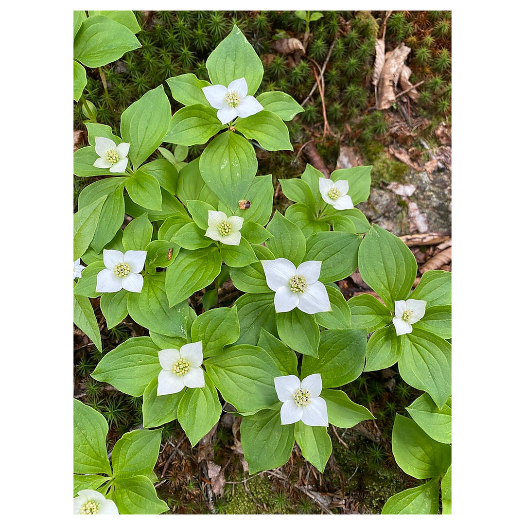 Heirloom Bunchberry Flower Seeds, Non-GMO Groundcover Blooms for Woodland Garden Planting | Neera Seeds product photo [neera-v4-531732b447eb373c9232]