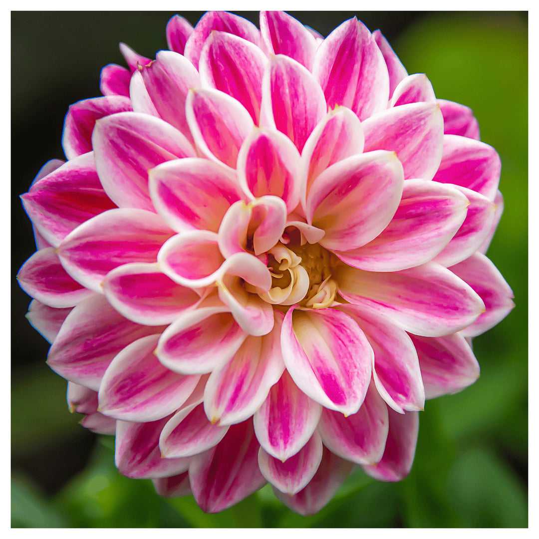 White Pink Zinnia Flower Seeds for Planting – Heirloom, Non-GMO, High Germination Organic Garden Seeds | Neera Seeds product photo [neera-v4-531e713810e1040e1cc0]