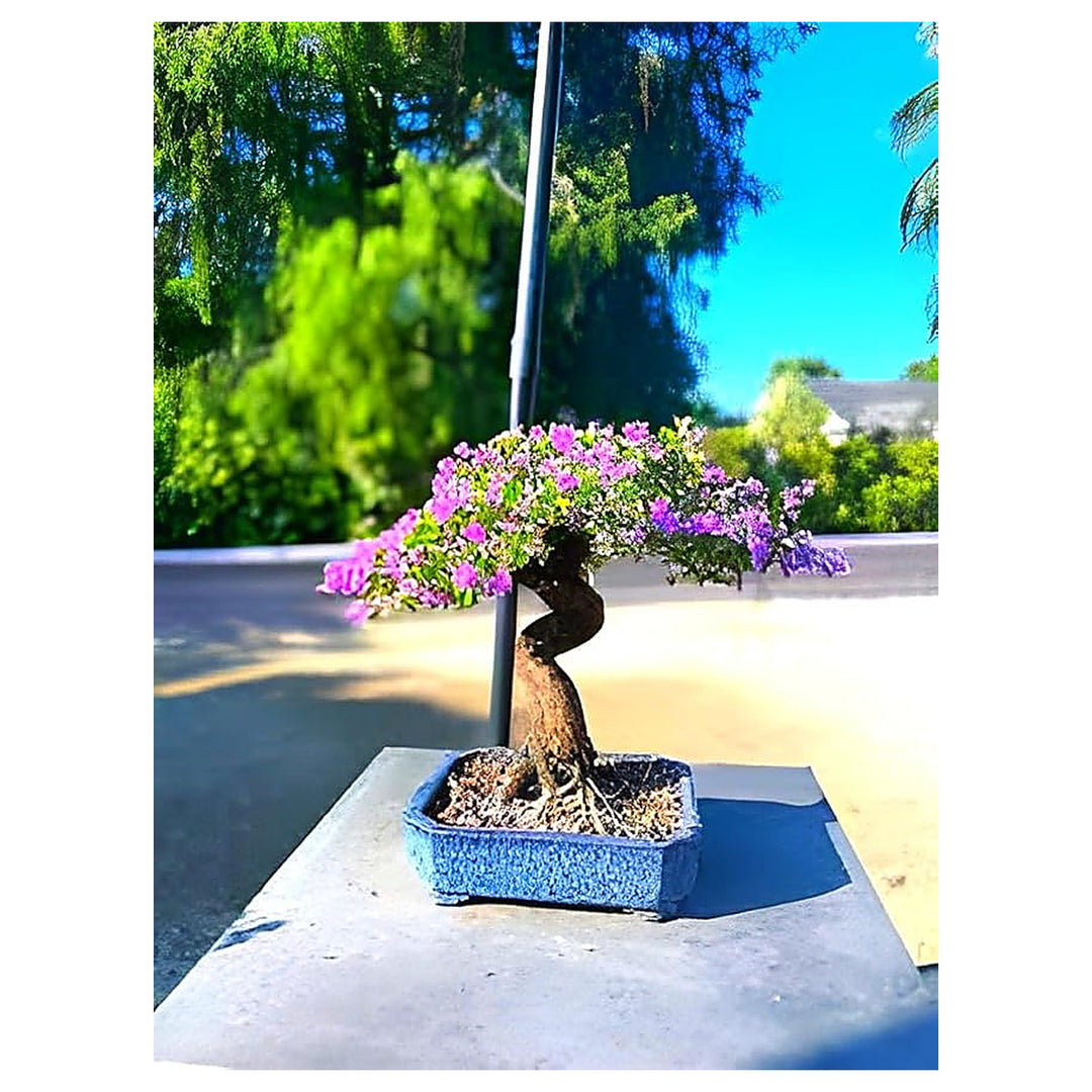 Heirloom Non-GMO Bonsai Tree Seeds for Planting – Miniature Ornamental Tree Seeds | Neera Seeds product photo [neera-v4-532a7f1ad8c8e9ddbccc]