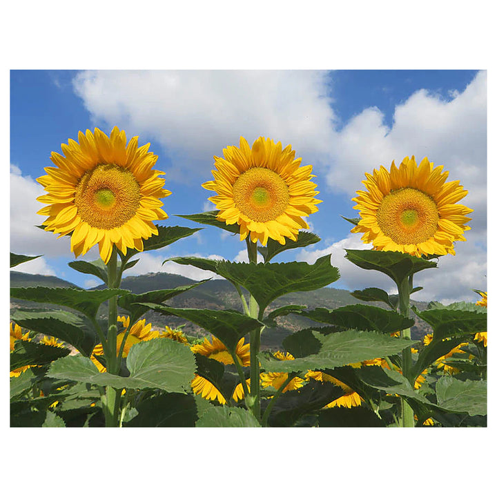 Heirloom Non-GMO Sunrich Gold Sunflower Seeds for Planting – Bright, Pollen-Free Blooms for Cutting Gardens | Neera Seeds product photo [neera-v4-533f19ef604c4eb64c74]
