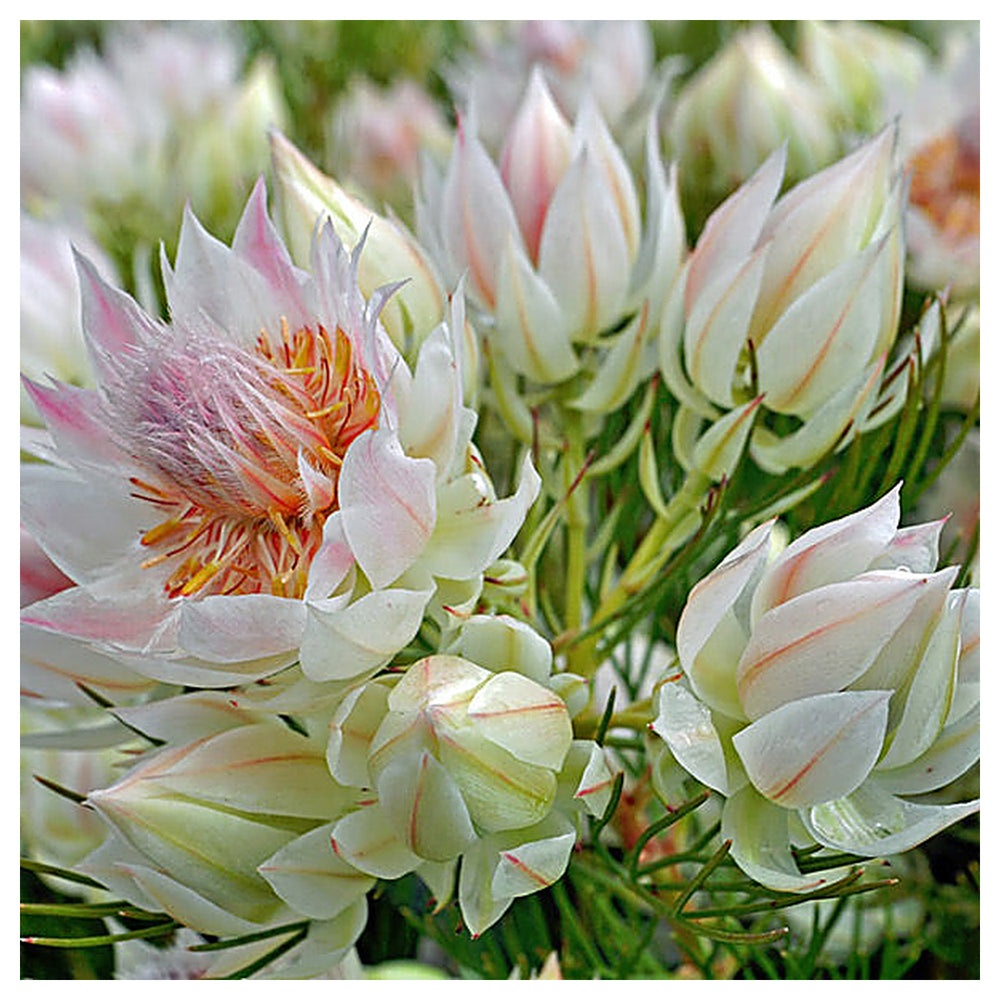 Serruria Flower Seeds – Heirloom, Non-GMO, Exotic Blooms for Garden Planting and Landscaping | Neera Seeds product photo [neera-v4-534035c42133b33e6e0c]