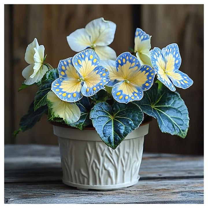 Moonlight Butterfly Begonia Flower Seeds Heirloom Non-GMO High Germination Seeds for Planting | Neera Seeds product photo [neera-v4-534447658998a40e89c7]