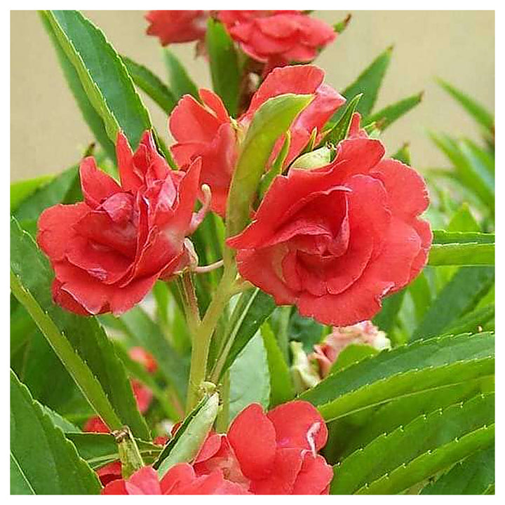 Heirloom Non-GMO Impatiens Balsamina Flower Seeds for Planting – Vibrant Garden Bloom Seeds | Neera Seeds product photo [neera-v4-53488dc0af31de0c64fa]