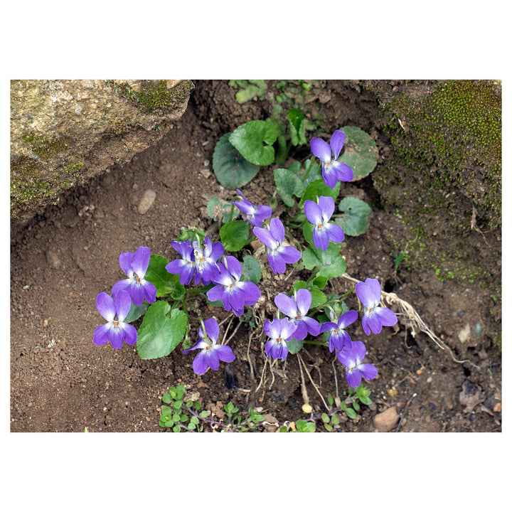 Heirloom Non-GMO Viola Alba Flower Seeds for Planting – Elegant White Blooming Organic Garden Seeds | Neera Seeds product photo [neera-v4-534df6c1b33d393b410b]