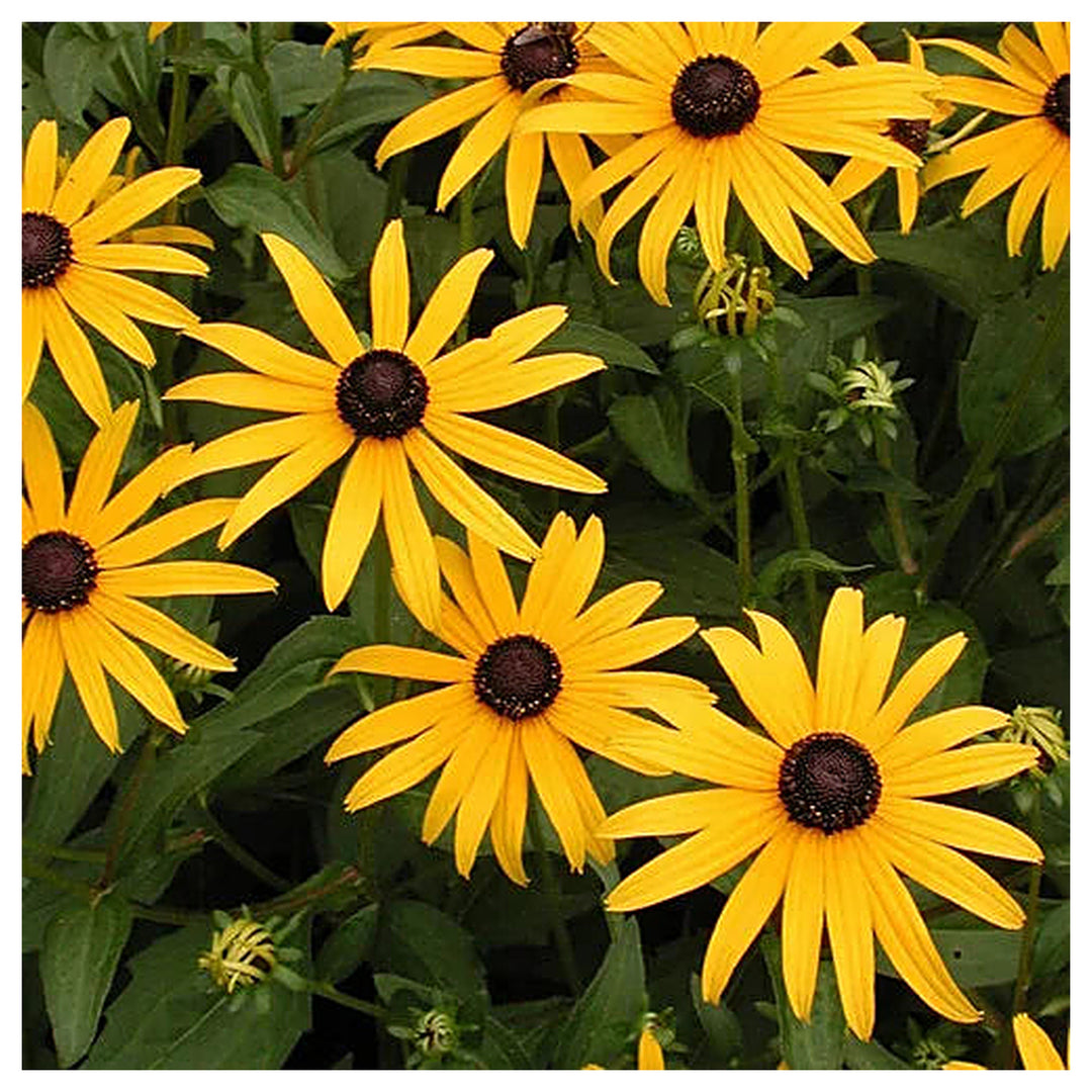 Rudbeckia fulgida ‘Goldsturm’ Black-Eyed Susan flower seeds - Heirloom & Non-GMO garden seeds | Neera Seeds product photo [neera-v4-53540327265253a96990]