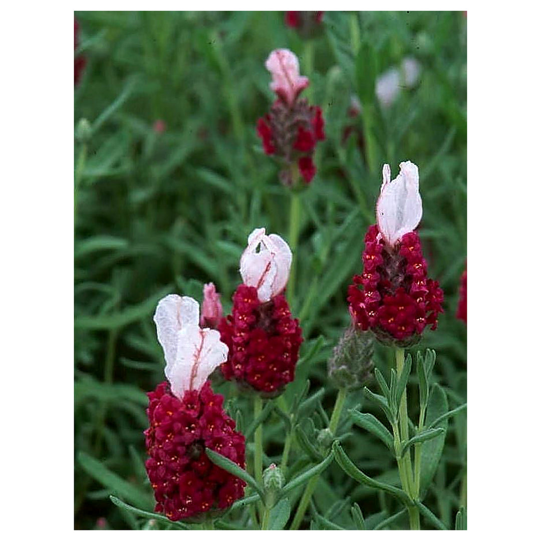 Heirloom Non-GMO Provence Lavender Plant Seeds – Red Blooms for Planting | Neera Seeds product photo [neera-v4-535ad347396da7ee9d33]
