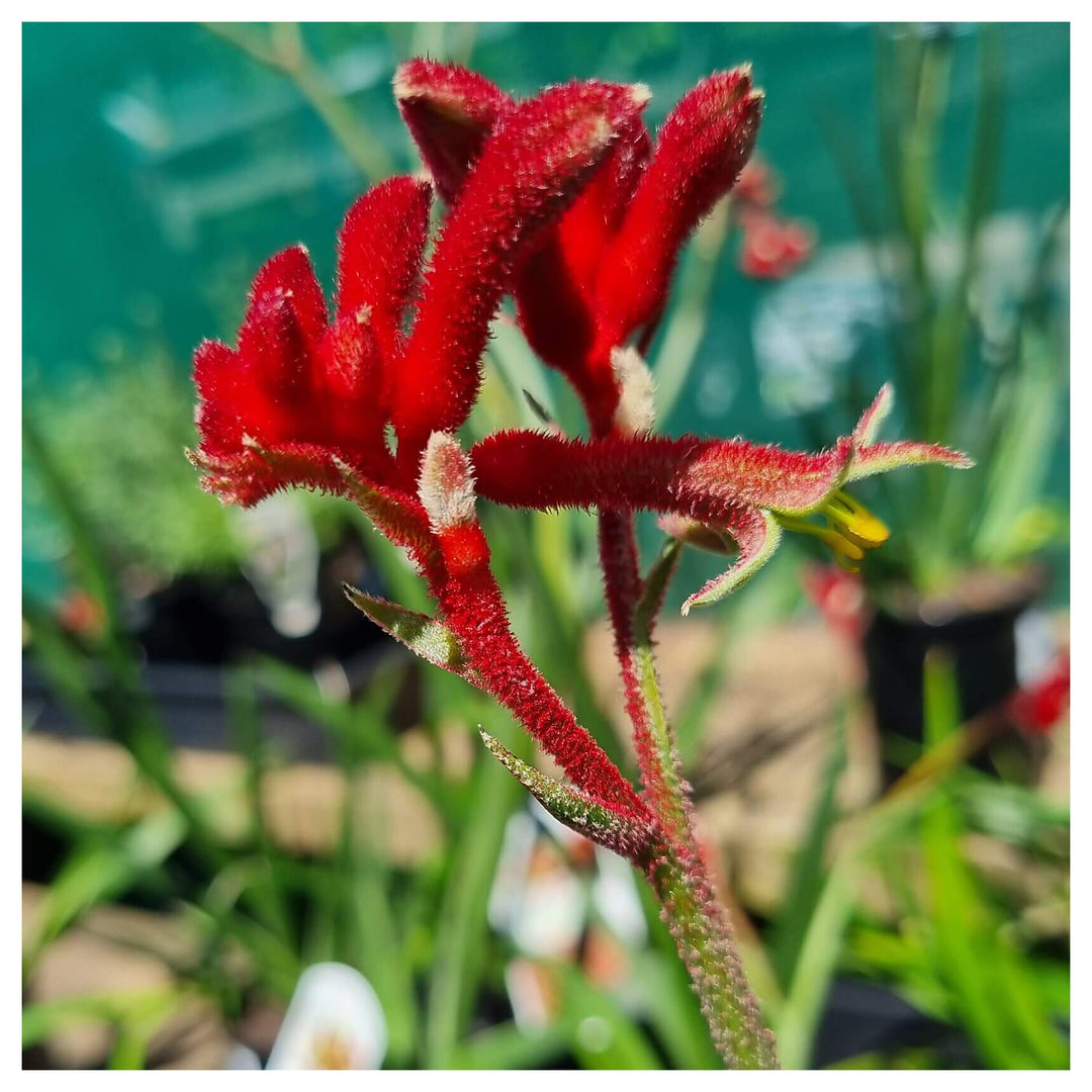 Heirloom Anigozanthos Flower Seeds, Non-GMO Kangaroo Paw Blooms for Exotic Garden Planting | Neera Seeds product photo [neera-v4-535fee852b8c9c49a153]