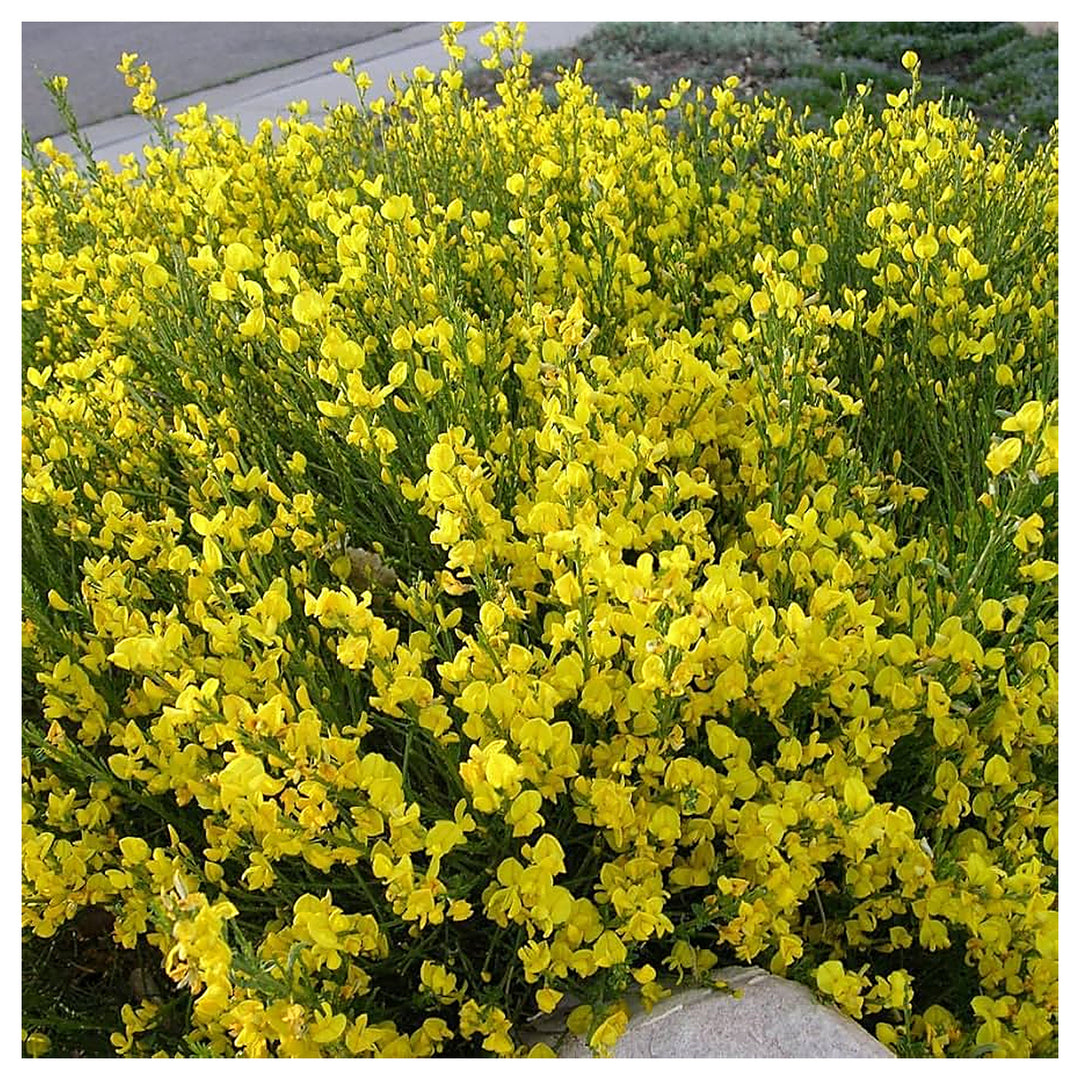 Heirloom Non-GMO Spartium junceum Flower Seeds – Spanish Broom Shrub Seeds for Drought-Tolerant Landscapes | Neera Seeds product photo [neera-v4-536a44fb8e2f3905bdbd]