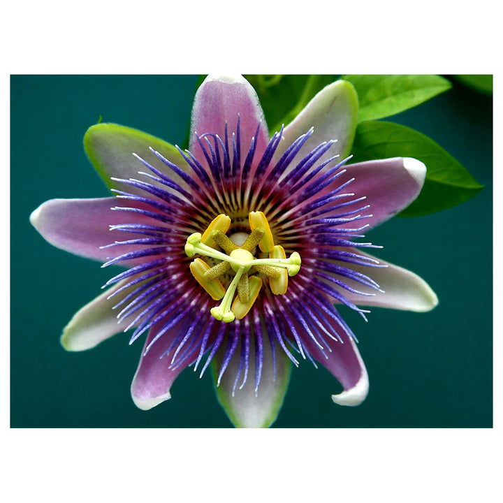 Yellow Violet Passion Flower Seeds for Planting – Heirloom, Non-GMO, High Germination Exotic Climbing Vine Seeds | Neera Seeds product photo [neera-v4-536cb8e7759e58eeacc1]
