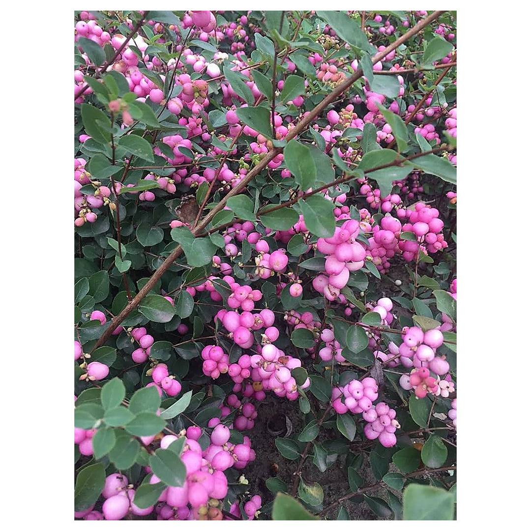 Heirloom Non-GMO Coralberry Flower Seeds for Planting – Colorful Ornamental Garden Blooms | High Germination | Neera Seeds product photo [neera-v4-5370bbb64187f9370685]