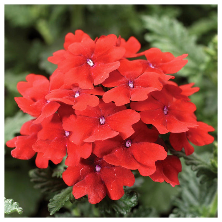 Red Verbena Scarlet Flower Seeds for Planting – Heirloom, Non-GMO, Organic Garden Seeds | Neera Seeds product photo [neera-v4-53754581c94d90a5131c]