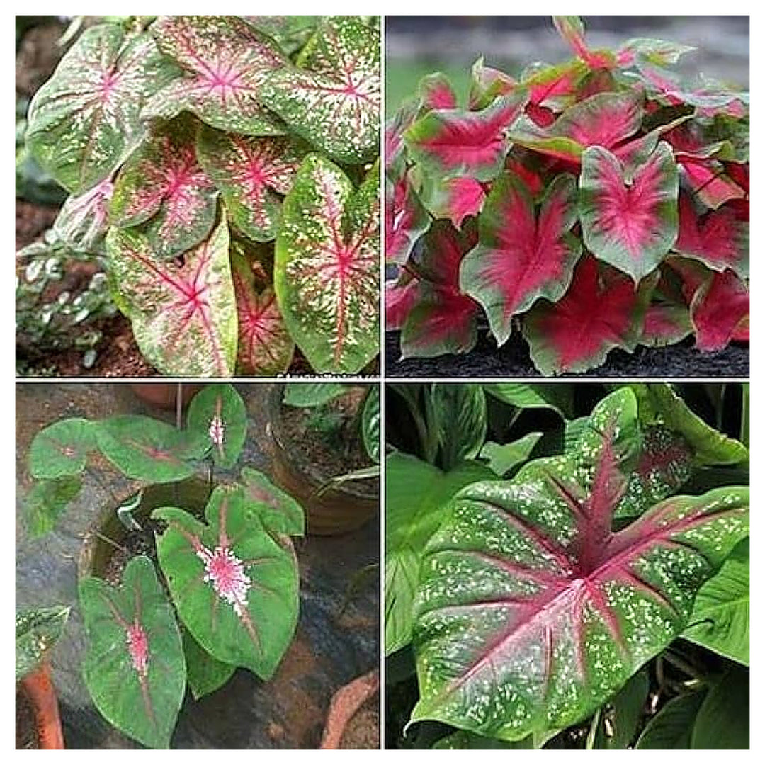 Heirloom Caladium Bicolor Red Mix Flower Seeds - Non-GMO, High Germination Organic Ornamental Garden Seeds for Plan | Neera Seeds product photo [neera-v4-53775f747a976d5333b0]