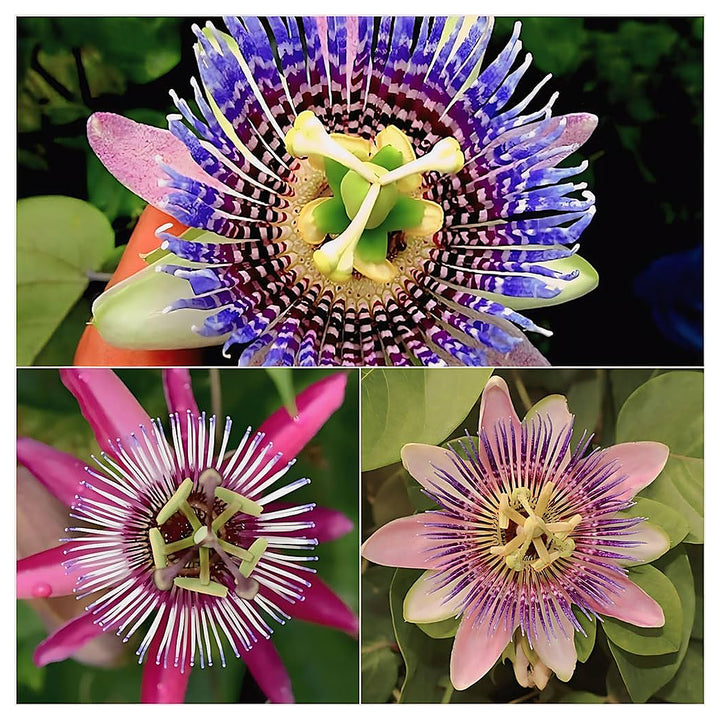 Multi-Colored Passion Flower Seeds for Planting – Heirloom, Non-GMO, High Germination Exotic Climbing Vine Seeds | Neera Seeds product photo [neera-v4-53790515786c05fdac08]
