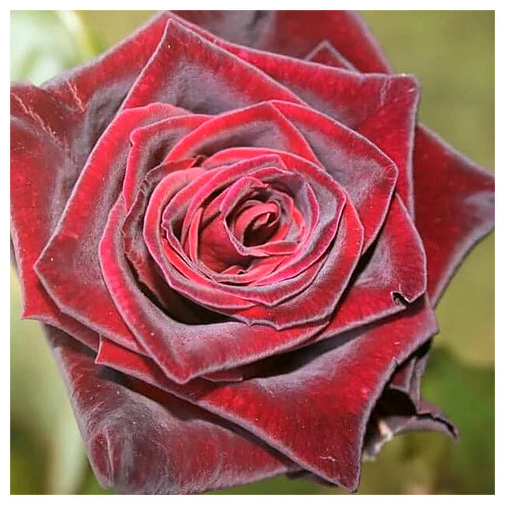 Hybrid Tea Rose Flower Seeds for Planting – Heirloom Non-GMO Seeds for Elegant Garden Blooms | Neera Seeds product photo [neera-v4-53824718296f588d468e]