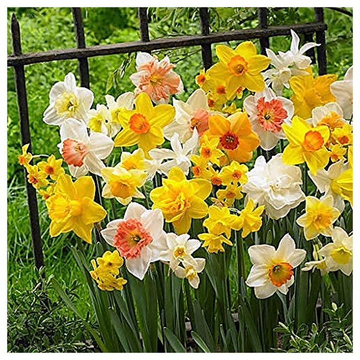 Yellow Mix Double Petal Narcissus Flower Seeds – Heirloom, Non-GMO, High Germination Organic Garden Seeds | Neera Seeds product photo [neera-v4-538b7fbe4b4d3e5e17cb]