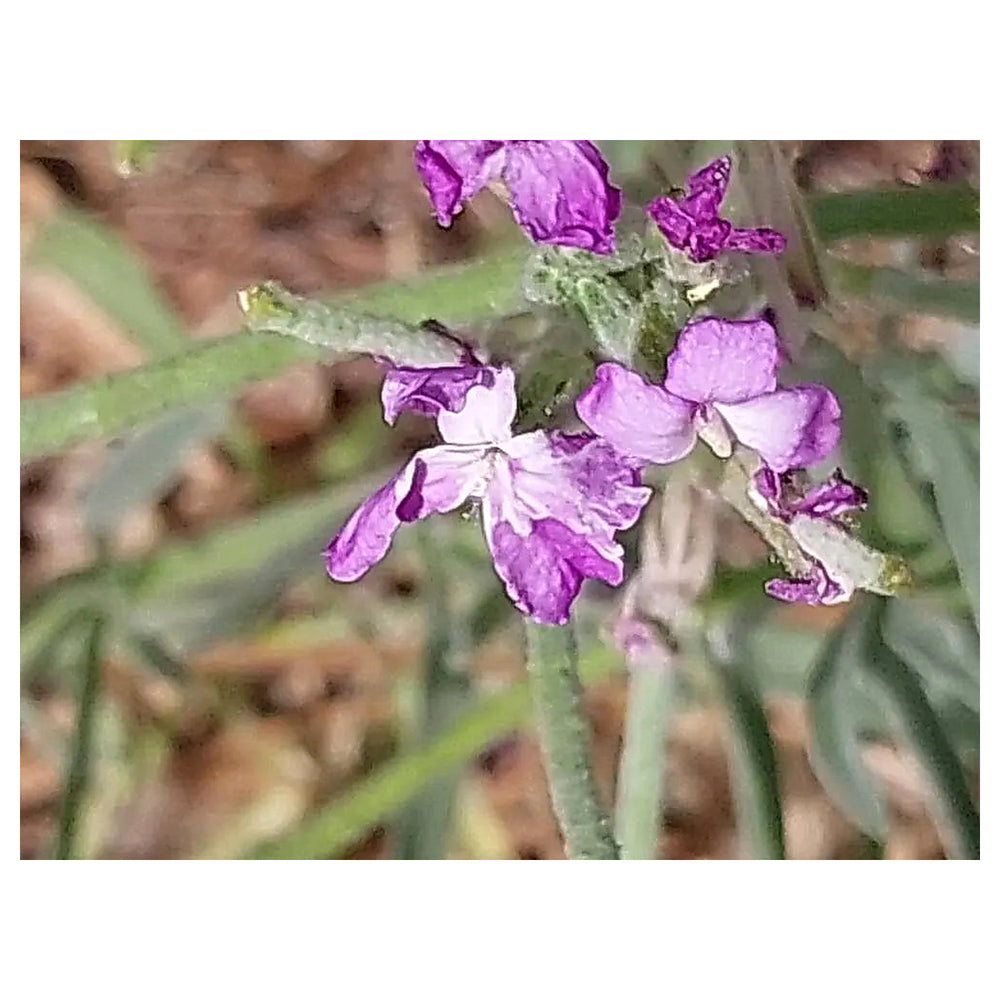 Matthiola Sinuata Flower Seeds for Planting – Heirloom, Non-GMO Stock Flower Seeds for Fragrant Garden Blooms | Neera Seeds product photo [neera-v4-53947df900e5228fbc5a]