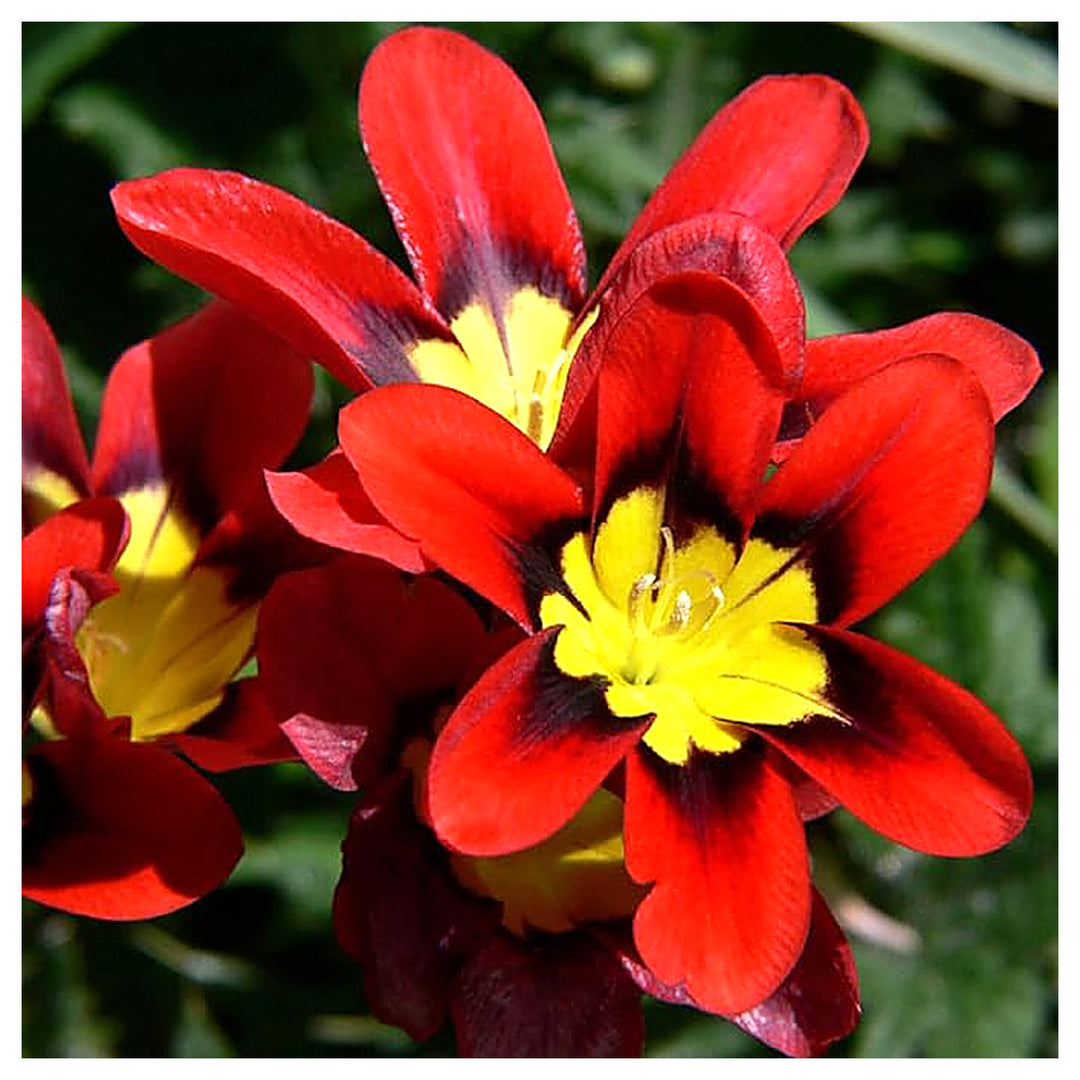 Heirloom Non-GMO Harlequin Flower Seeds for Planting – Colorful Ornamental Garden Blooms, High Germination | Neera Seeds product photo [neera-v4-53977b4252d6a899df1c]