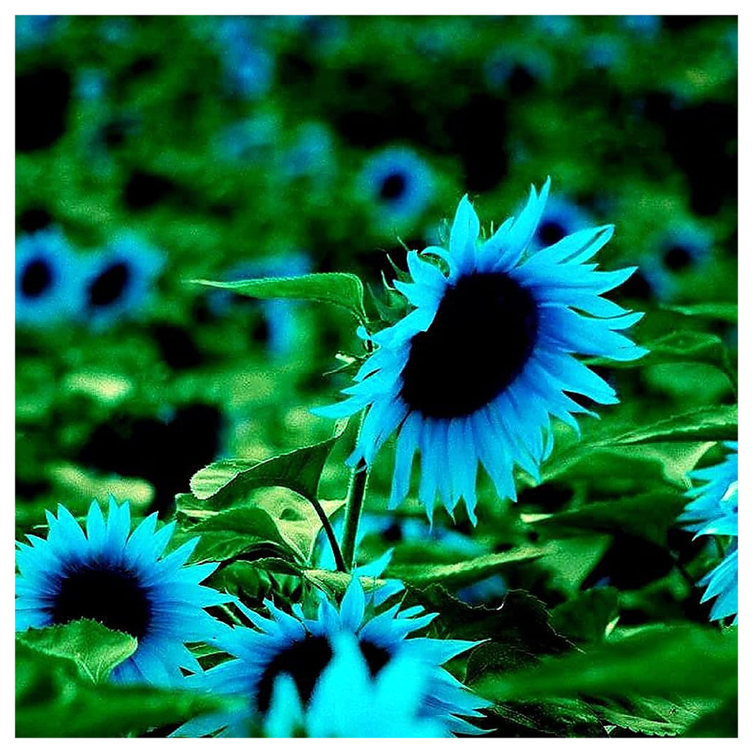 Sunflower Easy To Grow Bright Garden Flowers Flower Seeds Home Garden Planting, Decorative | Neera Seeds product photo [neera-v4-53a2eec03dd990735617]