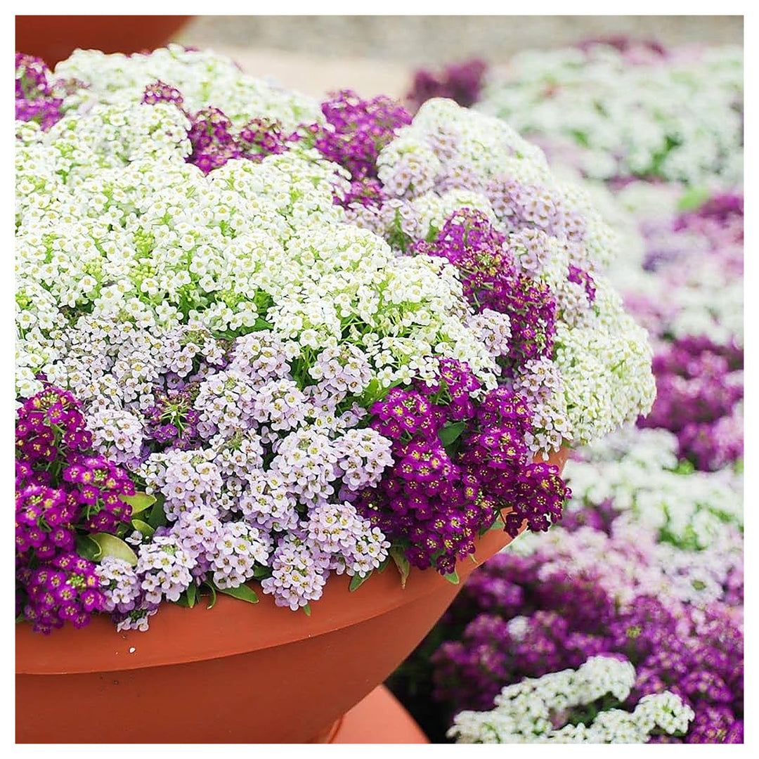 Sweet Alyssum Mix For Planting Lobularia Maritima For Edging Paths And Home Gardens Flower Seeds | Neera Seeds product photo [neera-v4-53b4d528b15d14a2fea6]
