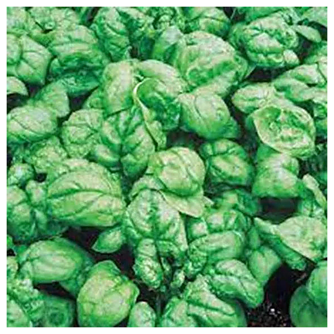 Bloomsdale Long Standing Spinach Seeds for Planting – Heirloom, Non-GMO, High Germination Organic Vegetable Seeds | Neera Seeds product photo [neera-v4-53bc5d930fa32ded96ab]