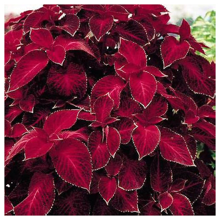 Heirloom Deep Red Coleus Flower Seeds for Planting – Non-GMO, Bold Ornamental Foliage Variety | Neera Seeds product photo [neera-v4-53c1e41670bb475636a2]
