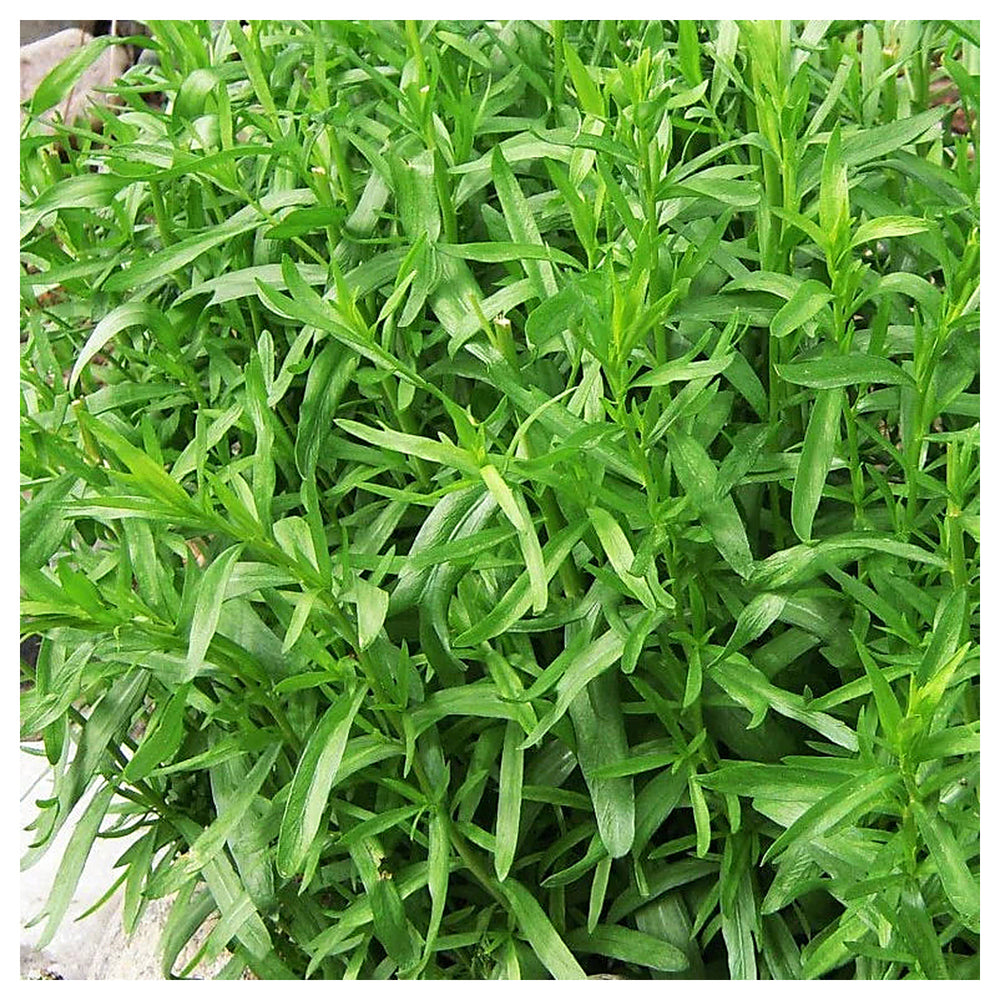 Tarragon Plant Seeds for Planting - NON GMO Seeds | Neera Seeds product photo [neera-v4-53ccbd690e1b3b44ebc9]