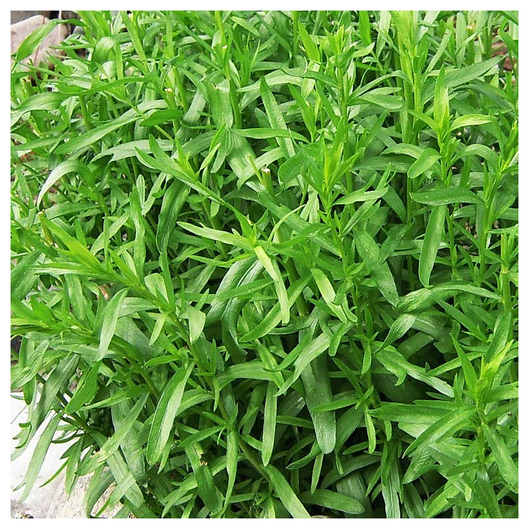 Tarragon Plant Seeds for Planting - NON GMO Seeds | Neera Seeds product photo [neera-v4-53ccbd690e1b3b44ebc9]