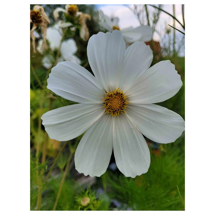 White Cosmos Flower Seeds for Planting - Heirloom Non-GMO High Germination Organic Garden Seeds | Neera Seeds product photo [neera-v4-53db1f561011fe134e67]