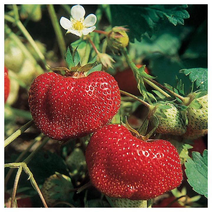 Vibrant Ozark Beauty Strawberry Seeds for Planting – Juicy, Sweet Berries, Heirloom, High Germination, Non-GMO Orga | Neera Seeds product photo [neera-v4-53dd36ebe22ca7db55f6]
