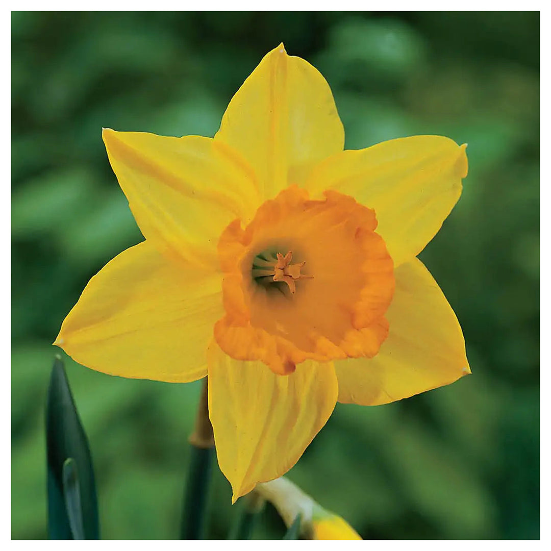 Large Cupped Daffodil Fortune Flower Seeds for Planting – Heirloom Non-GMO Quality | Neera Seeds product photo [neera-v4-53e025939f00832f773f]