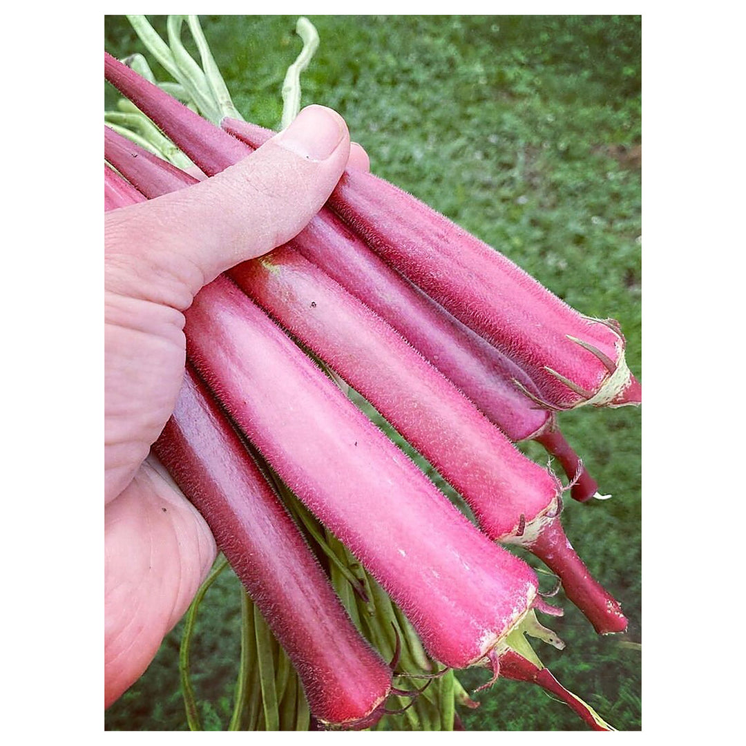 Okinawa Pink Okra Seeds for Planting – Non-GMO, Heirloom Vegetable Seeds for High-Yield Organic Gardens | Neera Seeds product photo [neera-v4-53fa1753a8c74c063625]