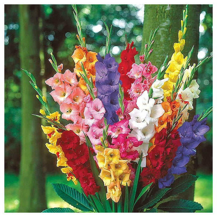 Multi Gladiolus Flower Seeds – 100 pcs Heirloom Non-GMO Seeds for Garden Planting | Neera Seeds product photo [neera-v4-53fe516124e4576a7ab3]