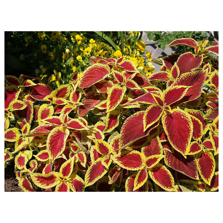 Yellow Dragon Coleus Plant Seeds – Heirloom Non-GMO, High Germination Organic Garden Seeds for Planting Vibrant Fol | Neera Seeds product photo [neera-v4-54165571414478979358]